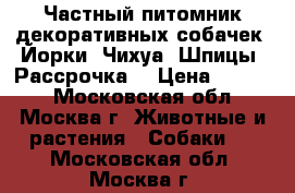 Частный питомник декоративных собачек: Йорки, Чихуа, Шпицы. Рассрочка. › Цена ­ 7 000 - Московская обл., Москва г. Животные и растения » Собаки   . Московская обл.,Москва г.